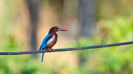 Kingfisherの写真素材