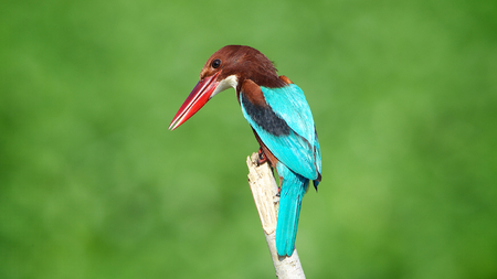 White-throated Kingfisherの写真素材