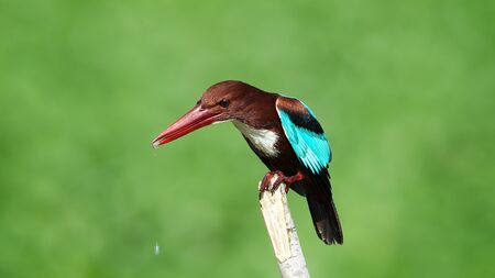 White-throated Kingfisherの写真素材