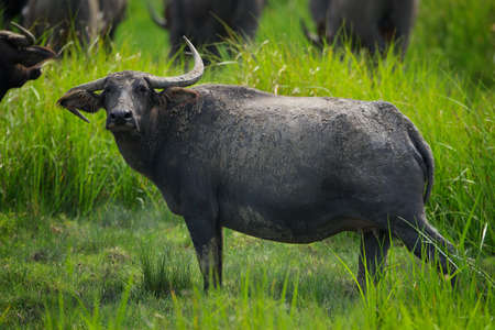 Buffalo in grassland,Thailandの写真素材
