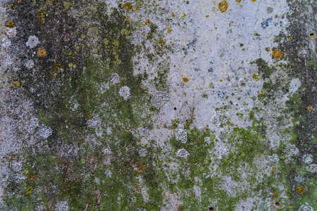 Green moss and rust on metal surface with patterns and cracks - high quality texture / backgroundの写真素材