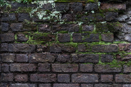 Old damaged rustic brick wall with green moss - high quality texture / backgroundの写真素材