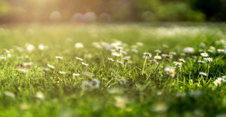White Daises flowers on meadow during spring blossom with sunrays, selective focus and blurred backgroundの写真素材