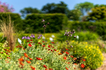 Red flowers in botanic garden during spring blossom with selective focus and blurred background