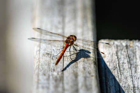 Large orange dragonfly sitting on white plank, isolated subjectの写真素材