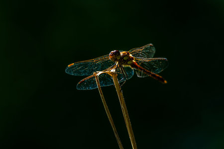 Large orange dragonfly sitting on grass straw, isolated subject