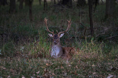 Large dear with big antlers resting in the grass, early morning in the forest scenery, dawnの写真素材