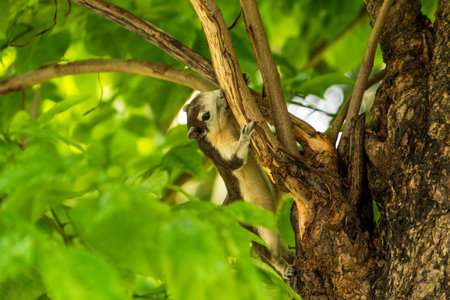 A Finlayson's squirrel or Variable squirrel playing on tree branches at Bangkok city park or Lumpini...