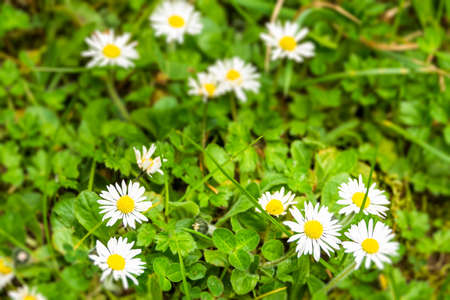 White Daises flowers on meadow during spring blossom with sunrays, selective focus and blurred backgroundの写真素材