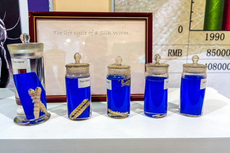 Lifecycle of silk worm and larva that produce silk cocoons for commercial silk, preserved in jars to...