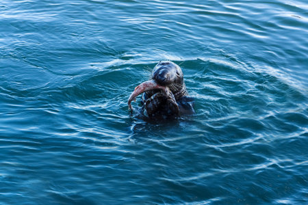 A close up of wiled Grey Seal, Halichoerus Grypus, eating a freshly caught fresh fish, Howth harbour, Irelandの写真素材