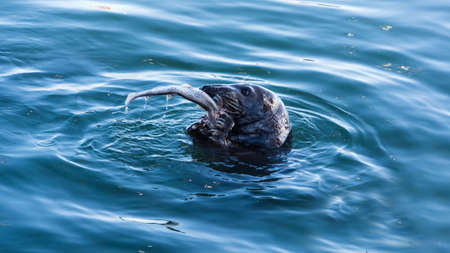 A close up of wiled Grey Seal, Halichoerus Grypus, eating a freshly caught fresh fish, Howth harbour, Irelandの写真素材