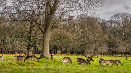 Large herd of deer on early morning in the forest scenery, dawn, stormy clouds, Phoenix Park, Irelandの写真素材
