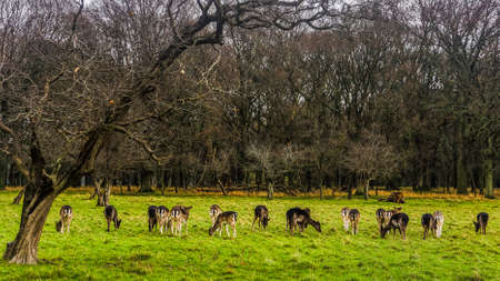 Large herd of deer on early morning in the forest scenery, dawn, stormy clouds, Phoenix Park, Irelandの写真素材