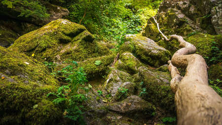 Small cascade on a mountain stream or creek, between mossy rocks, water flowing among stones, autumn, Wicklow, Irelandの写真素材