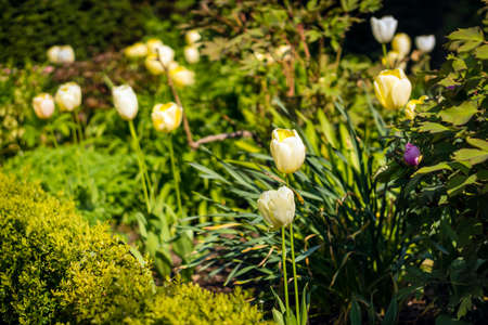 Blooming yellow tulip in a garden, photographed with a selective focus and a shallow depth of field, blurred backgroundの写真素材