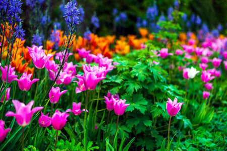 Blooming pink tulip in a garden, photographed with a selective focus and a shallow depth of field, blurred backgroundの写真素材