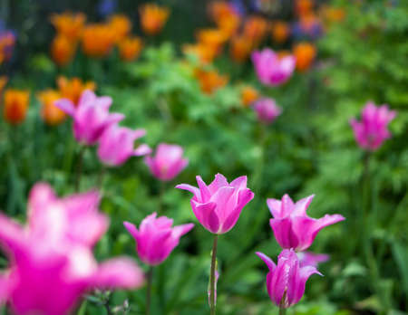 Blooming pink tulip in a garden, photographed with a selective focus and a shallow depth of field, blurred backgroundの写真素材