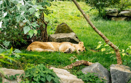 Female lion, Panthera Leo spp. Persica, resting or sleeping in the green grass. Dublin zoo, Irelandの写真素材