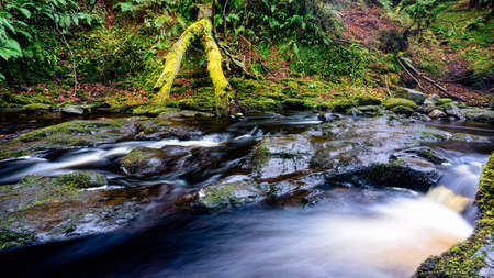 Cascades and waterfalls on a mountain stream or creek, between mossy rocks, in Glenariff Forest Park in autumn, County Antrim, Northern Irelandの写真素材