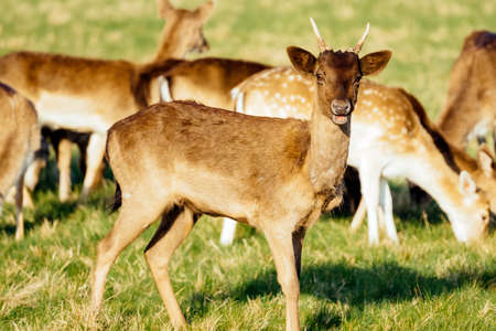 Large herd of deer, Cervus Elaphus, in the grassland or meadow of their habitat, Dublin, Phoenix Park, Irelandの写真素材