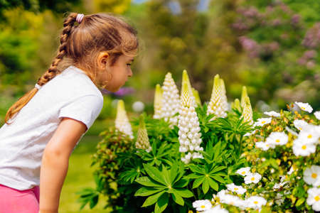 Young Caucasian white girl smelling large white Lupine flowers on a meadow. Blooming flowers on a field on a summer day. Blurred backgroundの写真素材