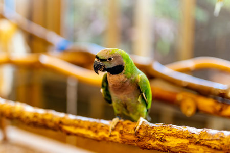 One green Nanday Parakeet sitting on a perch. Aratinga Nenday from Psittacidae family, vibrantly...