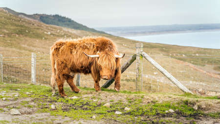 Beautiful, long furred or haired, ginger coloured Scottish Highland cattle on the hill of Slieve Donard in Mourn Mountains with Irish Sea in background, Northern Irelandの写真素材