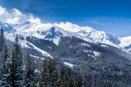 Beautiful pine forest with winter coating in the valley. Snow capped mountain peaks of Tatra Mountains, Bukowina Tatrzanska, Polandの写真素材