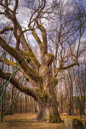 Ancient tree called Bartek is an over 700 years old oak tree in Poland. It grows in Zagnansk near...