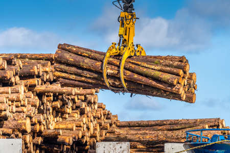 Timber export or import, loading on cargo ship in Wicklow commercial port or harbour in Ireland. Transport industry. Close up on wood logs grippleの写真素材