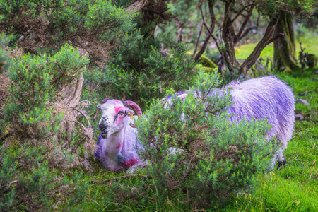 Sheep or ram with multicoloured fur and horns in green bushes or field in Blackvalley, Ring of Kerry, County Kerry, Irelandの写真素材