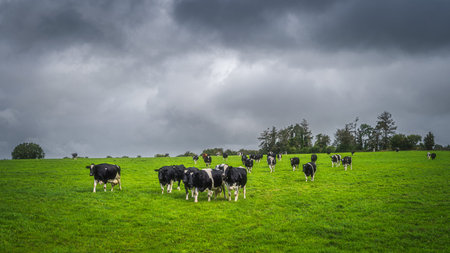 Herd of cows or cattle on fresh green field or pasture with dark, moody sky in background, County Tipperary, Irelandの写真素材