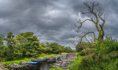 Large dead tree covered in ivy with wooden paddle boats moored in row on river with dramatic storm...