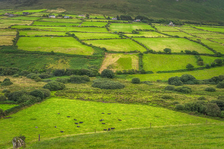 Cattle and sheep herds grazing on green fields. Farms and farmlands on a hill of a mountain in...