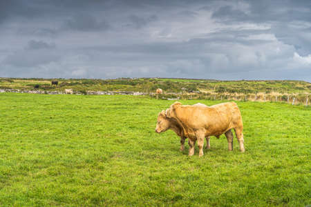 Two happy cows hugging each other on fresh green field on Cliffs of Moher, Wild Atlantic Way, County Clare, , Irelandの写真素材
