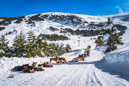 Groups of Huskey in many dog sleds, waiting for a ride, ski lifts, snow capped mountains and forest in background. Winter holidays, Andorra Pyreneesの写真素材