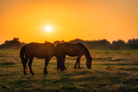 Two horses standing and grazing on a field at early morning, sunrise, with forest in a background. Horse silhouette. Gniew, Polandの写真素材