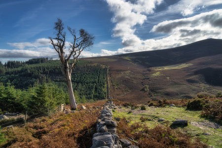 Hiking in Wicklow Mountains. Large old wither tree, stone wall, forest and valley in autumn colours near Powerscourt Waterfall, Irelandの写真素材