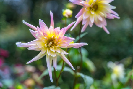 Yellow and pink dahlia in botanic garden, Dublin Ireland. Macro photography of Dahlia Star with blurred background. Beautiful wallpaper with flowerの写真素材