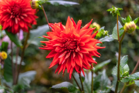 Red dahlia flower in botanic garden, Dublin, Ireland. Macro photography of Dahlia Pinnata with blurred background. Beautiful wallpaper with flowerの写真素材