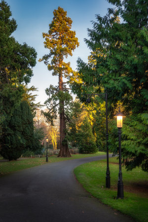 Vintage street lamps lit at evening in Farmleigh Phoenix Park and footpath surrounded by majestic trees, Dublin, Irelandの写真素材