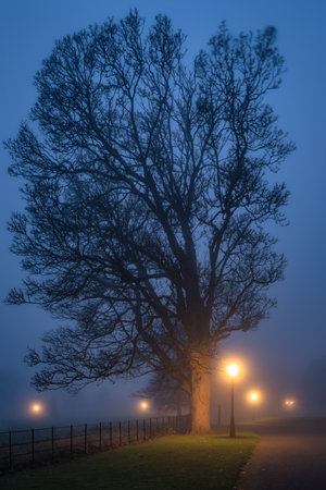 Silhouette of tree illuminated by vintage street lamps, vanishing in thick fog at night. Moody Phoenix Park, Dublin, Irelandの写真素材