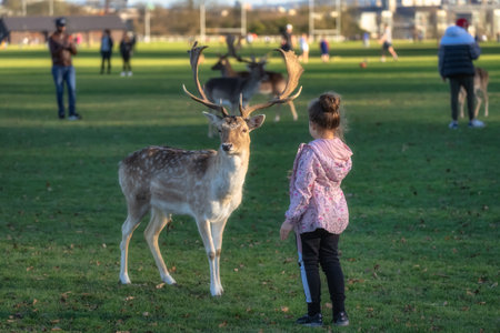 Young girl feeding Fallow Deer with large antlers, with other people and animals blurred in background in Phoenix Park, Dublin, Irelandの写真素材