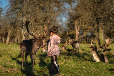 Young girl feeding heard of Fallow Deer with large antlers, with blurred forest and other animals in the background in Phoenix Park, Dublin, Irelandの写真素材