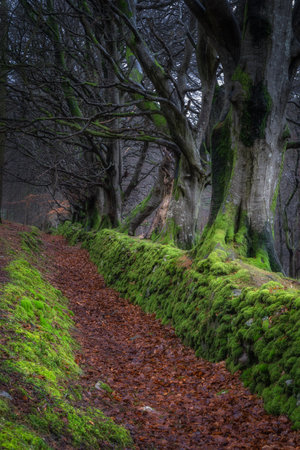 A tranquil pathway meanders through a beautifully lush forest, which is lined with majestic trees and adorned with vibrant green moss, showcasing natures pure beauty, Wicklow, Irelandの写真素材