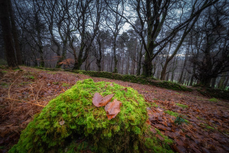A tranquil and picturesque forest landscape showcasing a moss covered rock surrounded by scattered leaves, which together evoke a peaceful and calming natural ambiance, Wicklow, Irelandの写真素材