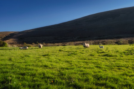 A beautifully picturesque scene featuring sheep grazing peacefully in a vibrant green field while basking in the warm sunlight under a clear blue skyの写真素材
