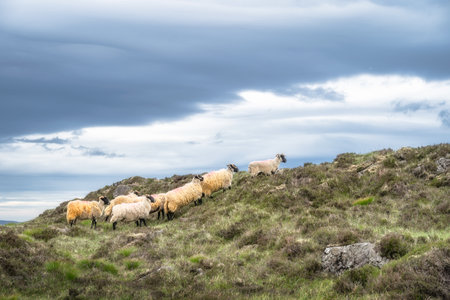 Adorable sheep peacefully graze on the vibrant green hills of Slieve Foye, all set against the backdrop of dramatic, fluffy clouds, creating a truly tranquil and serene scene, Carlingford, Irelandの写真素材