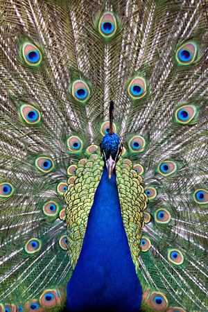 Frontal view of a colorful and vivid blue peafowl bird peacock displaying extended vibrant, iridescent colored, eye-spotted tail feathers.の写真素材
